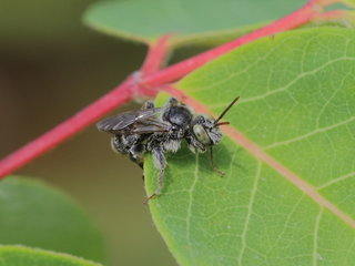 Epeoloides pilosulus, m on leaf --
