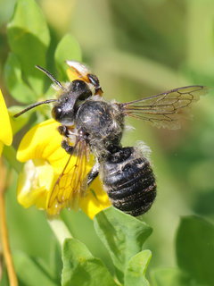 Megachile frigida, m on Lotus --