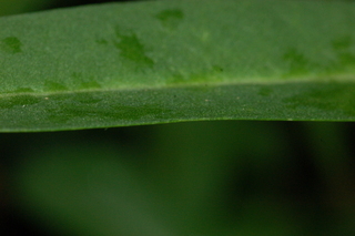 Stokesia laevis, Stokes aster, leaf margin