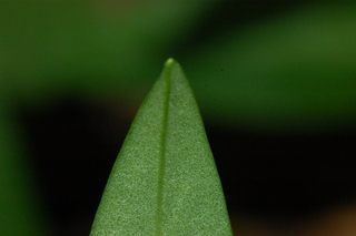 Stokesia laevis, Stokes aster, leaf under tip