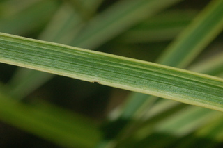 Liriope muscari, Variegated monkey grass, leaf