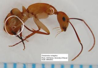 Camponotus variegatus worker in ethanol