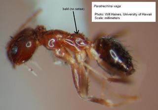 Paratrechina vaga worker, side view, labelled