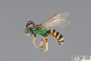 Agapostemon angelicus MALE mm x f