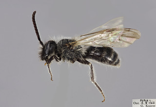 Andrena algida MALE CFP comp
