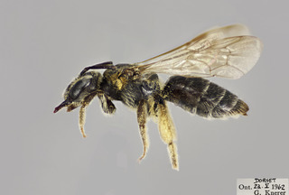 Andrena alleghaniensis FEM CFP comp