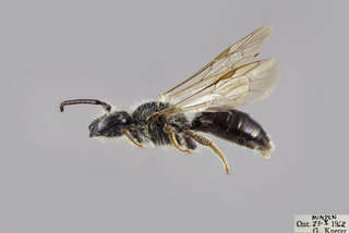 Andrena alleghaniensis MALE CFP comp