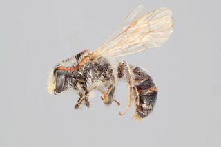 Andrena andrenoides MALE CFP