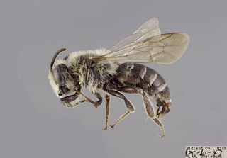 Andrena asteris MALE CFP comp
