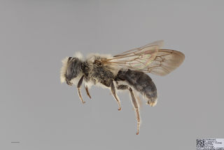 Andrena barbara MALE mm .x f