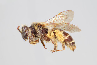 Andrena brevipalpis FEM CFP