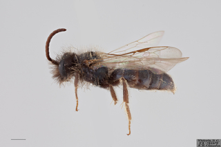 Andrena caerulea MALE mm x ZS PMax