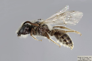 Andrena canadensis MALE CFP comp