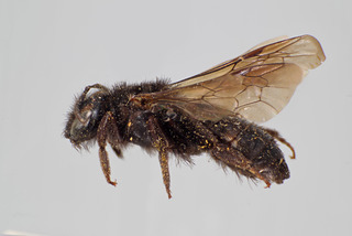 Andrena ceanothifloris FEM CFP