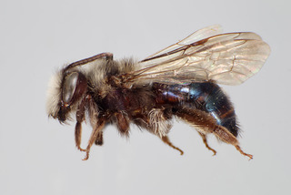 Andrena cerasifolii FEM CFP