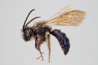 Andrena cerasifolii MALE CFP