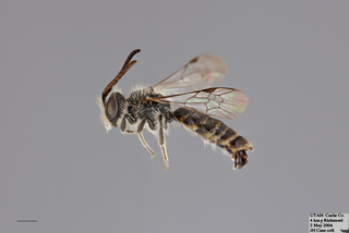 Andrena chlorogaster MALE mm .x f