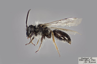 Andrena clarkella MALE CFP comp