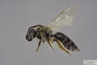 Andrena imitatrix FEM CFP comp