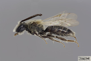 Andrena imitatrix MALE CFP comp