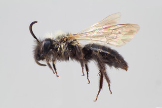 Andrena lawrencei MALE CFP