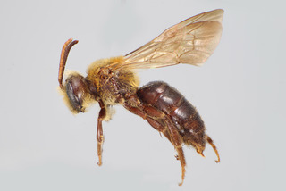 Andrena lupinorum MALE CFP