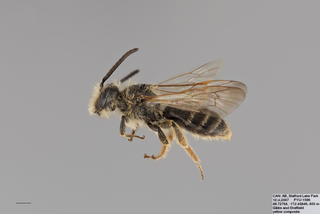 Andrena medionitens MALE mm .x f