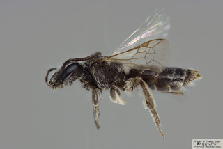 Andrena melanochroa FEM CFP comp