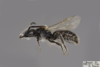 Andrena melanochroa MALE CFP comp