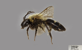 Andrena milwaukeensis FEM comp
