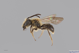 Andrena milwaukeensis MALE mm .x f
