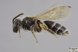 Andrena morrisonella FEM CFP comp