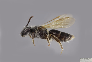 Andrena nasonii FEM CFP comp