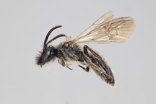 Andrena nigrocaerulea MALE CFP-