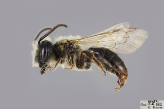 Andrena nivalis MALE CFP comp