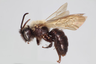 Andrena pertristis MALE CFP-