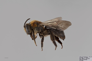 Andrena quintilis FEM mm .x f