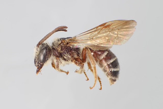Andrena quintilis MALE CFP