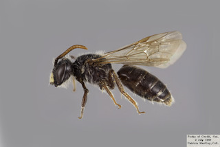 Andrena robertsonii MALE CFP comp