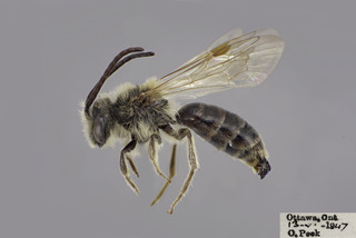 Andrena rugosa MALE CFP comp