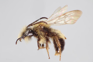 Andrena schuhi MALE CFP