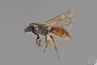 Andrena striatifrons FEM mm