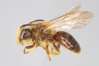 Andrena subaustralis MALE CFP