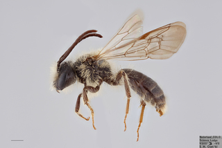 Andrena topazana MALE mm x ZS PMax