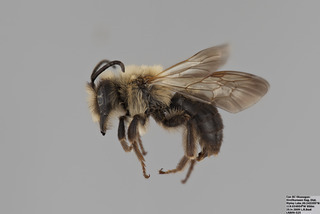 Andrena transnigra MALE mm - f