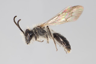 Andrena tridens MALE CFP