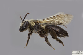 Andrena vicina FEM comp