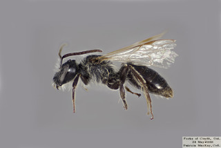Andrena vicina MALE CFP comp