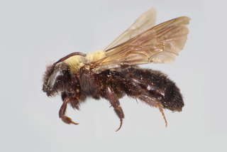 Andrena vicinoides FEM CFP