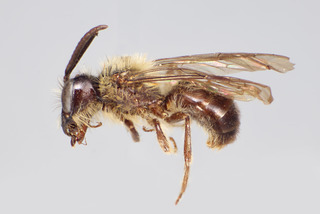 Andrena vicinoides MALE CFP